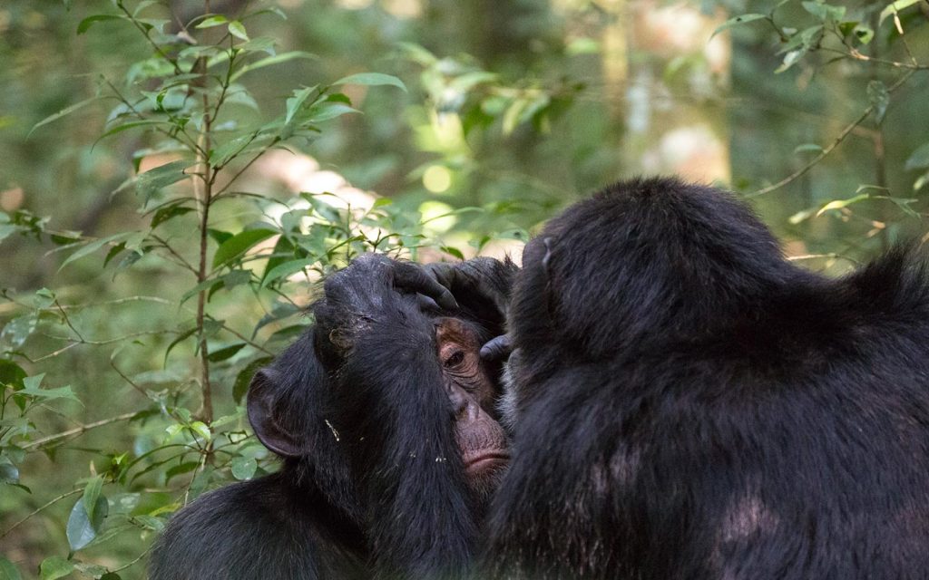 Primates